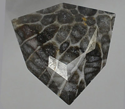 Bryozoans