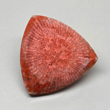 Red Horn Coral