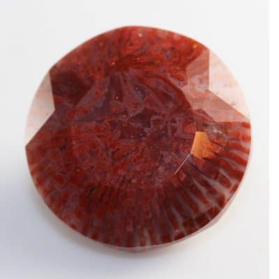 Pennsylvanian Aged Red Horn Coral