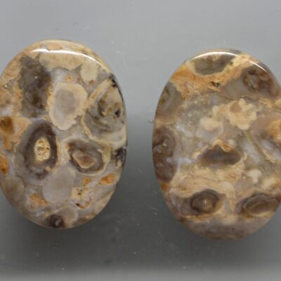 Stromatolite 24.52