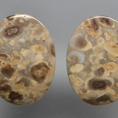 Stromatolite 49.19