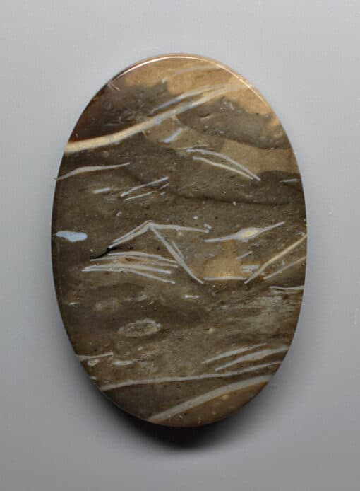 Discocyclina Marginata feather agate 35.99