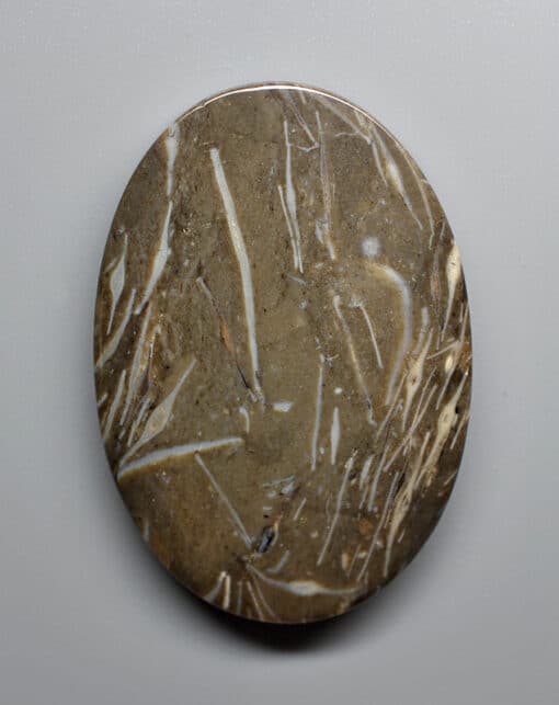 Discocyclina Marginata feather agate 39.53