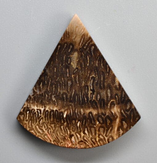 A triangular shaped piece of horn.