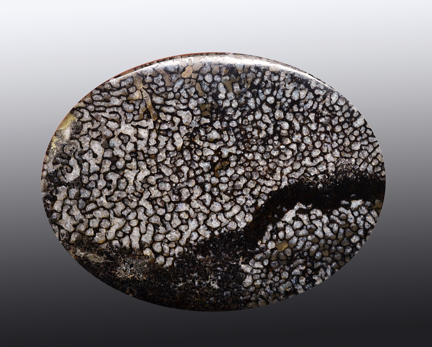 Plesiosaurus Bone 110.68 ct Cabochon 51.00 x 39.00 x 6.00 mm z243