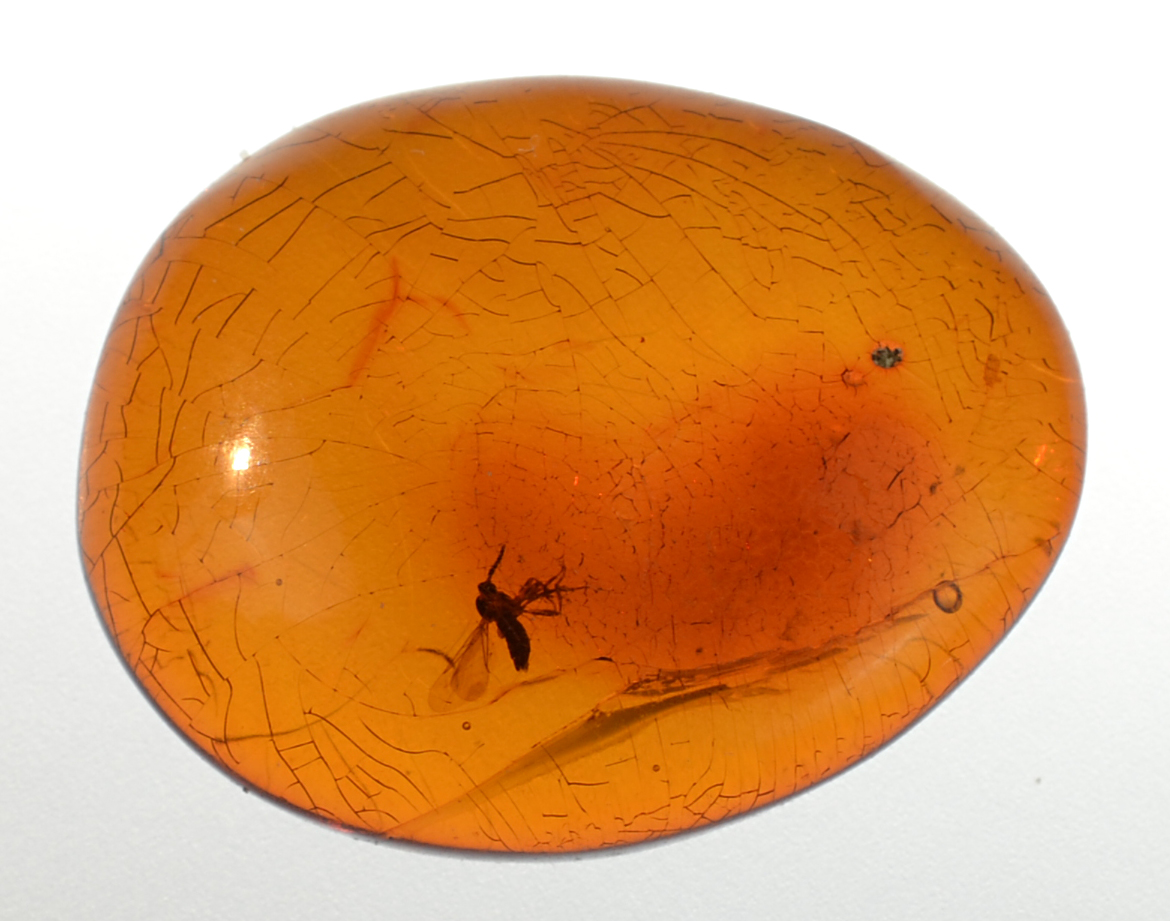Amber with  Diptera 7.96 ctフライ 7.96 ct Fancy Cabochon 22.90 x 18.00 x 6.70 mm Santo Domingo, Dominican Republic max8733
