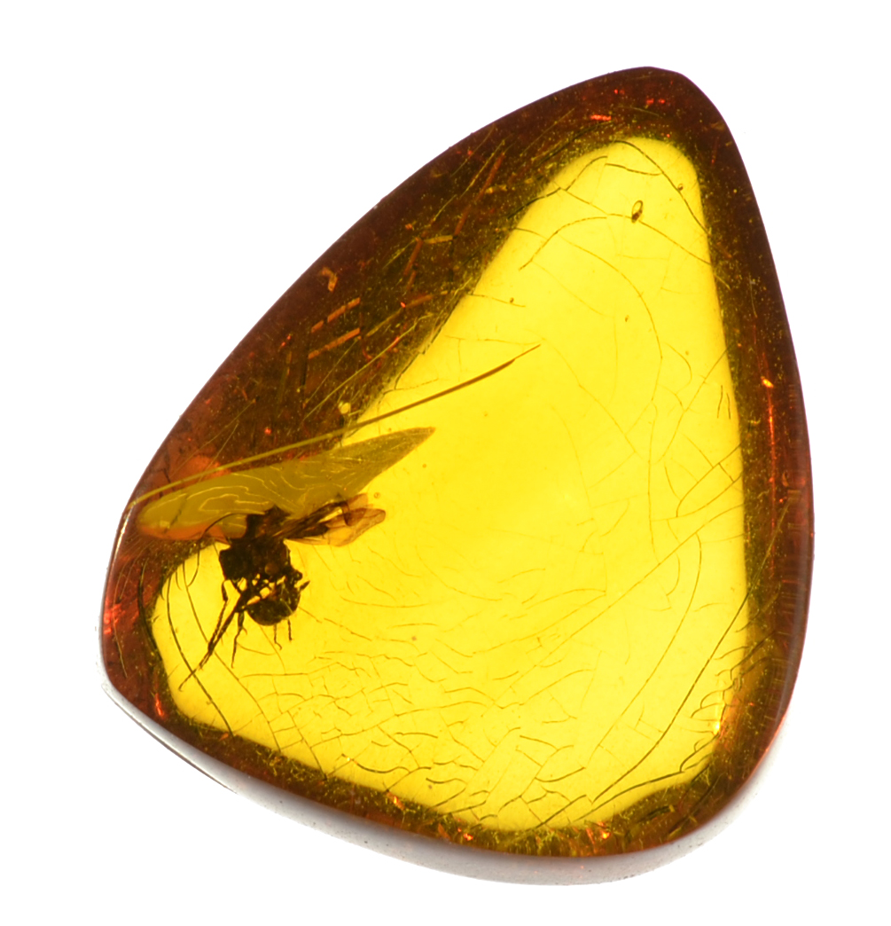 Amber fly アンバーフライ 6.67 ct Fancy Cabochon 19.00 x 16.00 x 8.00 mm Santo Domingo,Dominican Republic max8732